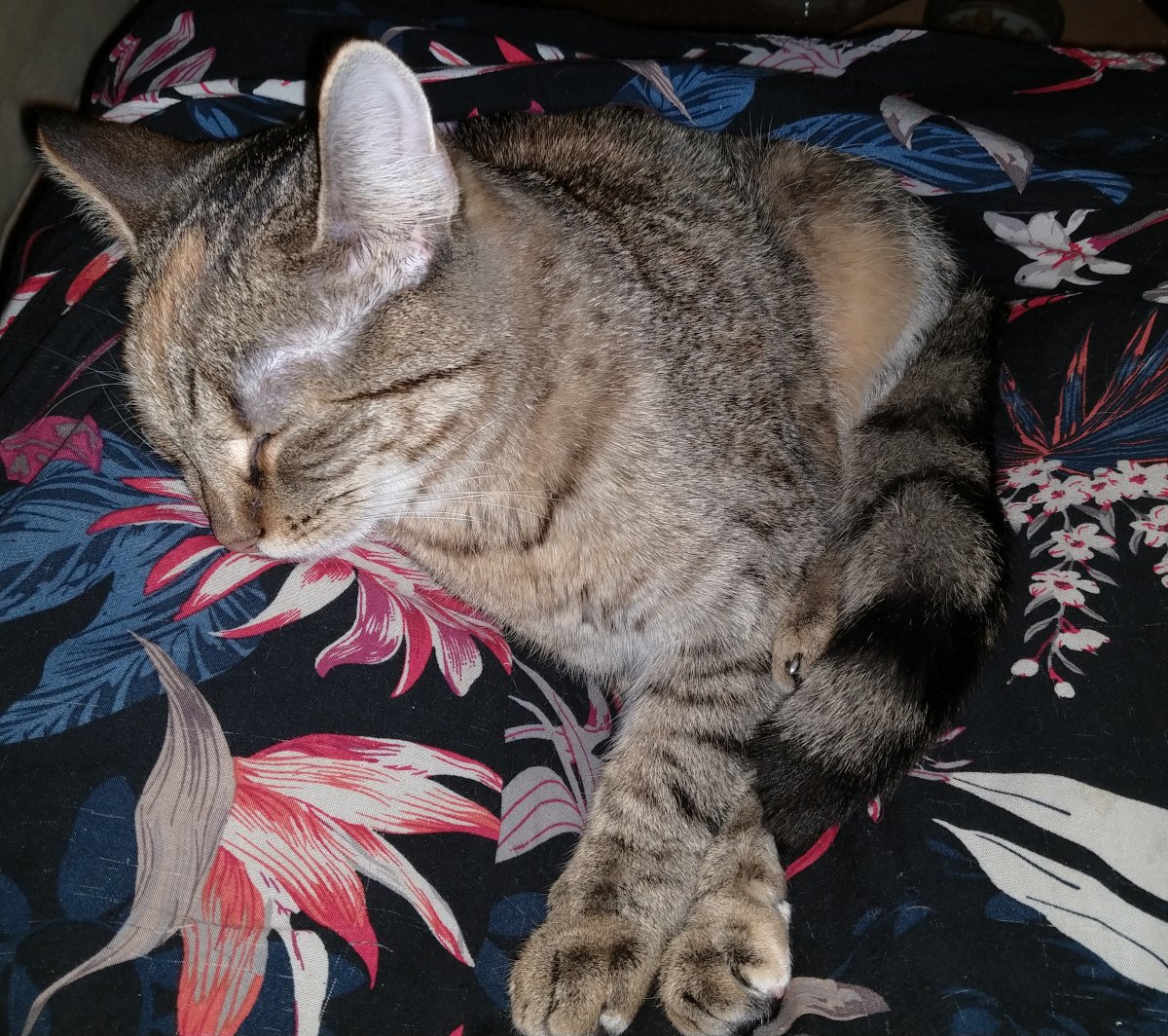 Nahaufnahme: Katze Lilly schläft entspannt und zusammengerollt auf dem Schoß von Doris. Sie liegt auf einem schwarzen Rock mit großen bunten Blumenmustern. Das Fell wirkt weich und flauschig, die Augen sind geschlossen, der Körper vollständig entspannt. Die Szene strahlt Wärme, Geborgenheit und Ruhe aus – eine innige Kuschelsituation in gemütlicher Atmosphäre. Lilly-20260125