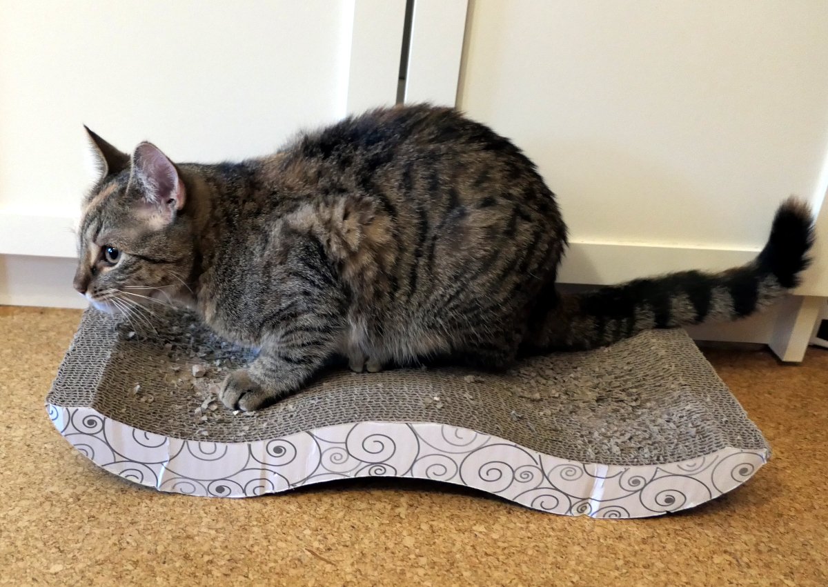 Katze Lilly liegt seitlich vollständig sichtbar auf einer geschwungenen Kratzwelle aus krallenresistenter Wellpappe. Ihr Körper ist leicht zusammengedrückt, die Pfoten arbeiten konzentriert an der Oberfläche, während sie genüsslich ihre Krallen einsetzt. Die Szene wirkt entspannt, gleichzeitig sehr zielstrebig – pure Katzenprofession bei der Krallenpflege. Lilly-20260116