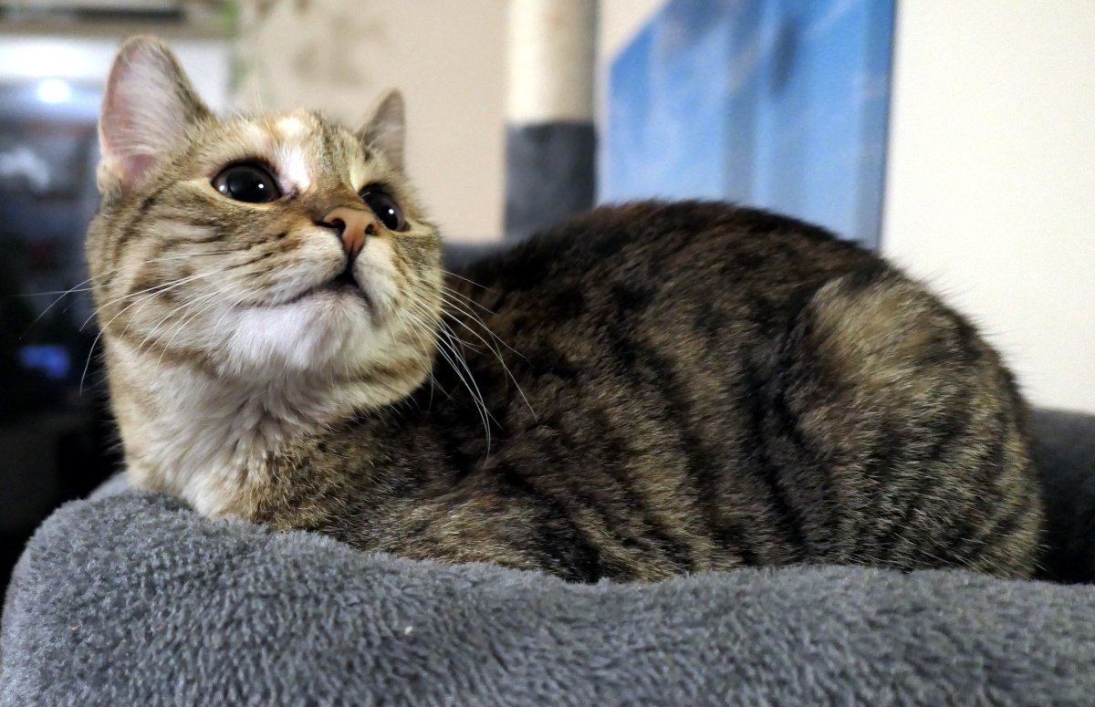 Katze Lilly liegt entspannt seitlich auf der Liegefläche ihres Katzenbaums. Der Kopf ist leicht nach oben und zur Seite gedreht, der Blick aufmerksam nach oben gerichtet – als hätte sie gerade etwas Spannendes entdeckt. Die Haltung wirkt ruhig, neugierig und ganz typisch „Lilly“. Lilly-20251222
