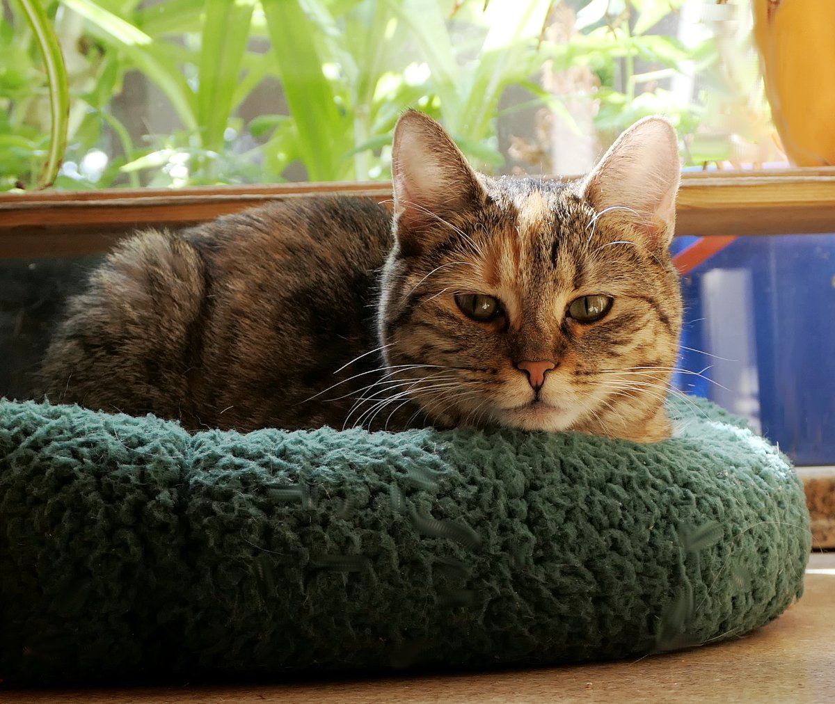 Katze Lilly liegt entspannt in ihrem runden grünen Katzenbett auf der Fensterbank. Sie blickt aufmerksam direkt in die Kamera. Hinter ihr sind grüne Zimmerpflanzen zu sehen, durch die warmes Tageslicht fällt. Ihr markanter heller Stirnfleck und die grünen Augen sind gut erkennbar. Lilly-20260611a