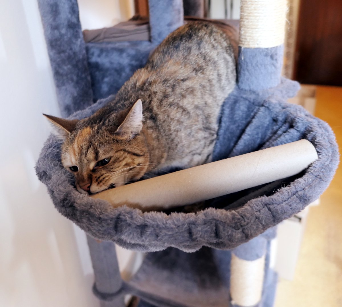 Katze Lilly liegt in der grauen Hängemulde ihres Katzenbaums und versucht konzentriert, ein Leckerli aus einer großen Papprolle herauszubekommen. Mit gespitzten Ohren und neugierigem Blick untersucht sie die Rolle, die quer vor ihr liegt. Lilly-20260612