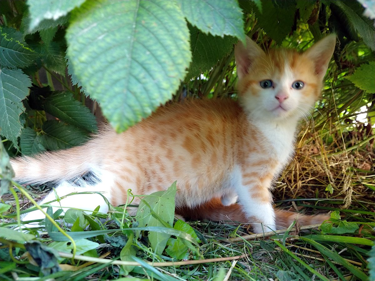 Ein rot-weißes Katzenkitten steht neugierig unter einem dichten Strauch zwischen Gras und Blättern und blickt aufmerksam in die Kamera. Lilly-20260709a