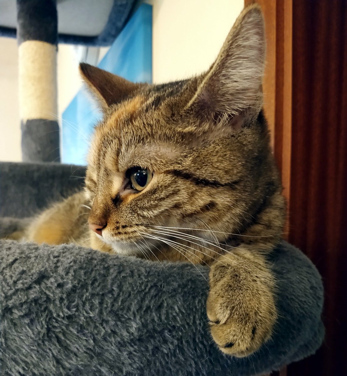 Katze Lilly liegt entspannt auf der oberen Liegefläche ihres grauen Katzenbaums. Mit einer Pfote locker über den Rand gelegt und den Kopf aufmerksam zur Seite gedreht blickt sie neugierig in die Ferne. Das warme Licht hebt ihr braun-grau getigertes Fell, ihre feinen Schnurrhaare und ihre großen grünen Augen hervor. Das Bild wirkt wie ein elegantes Katzenporträt. Lilly-20260723