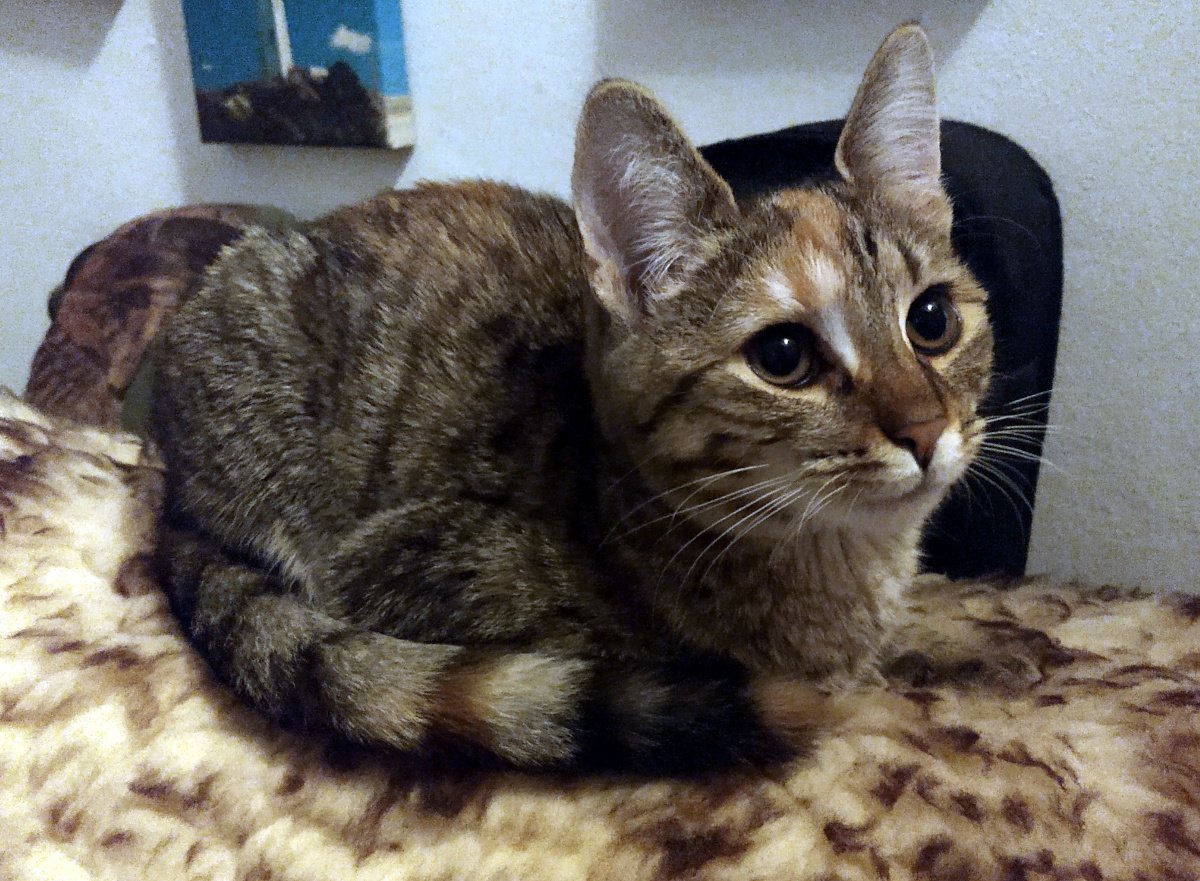 Katze Lilly liegt seitlich zusammengerollt auf einem flauschigen Lammfell, das über dem Sofa ausgebreitet ist. Ihr Fell hebt sich sanft vom hellen Flor des Lammfells ab. Sie blickt aufmerksam nach vorn, als wolle sie gleich entscheiden, ob sich eine wichtige Katzenmission anbahnt. lilly-20251115