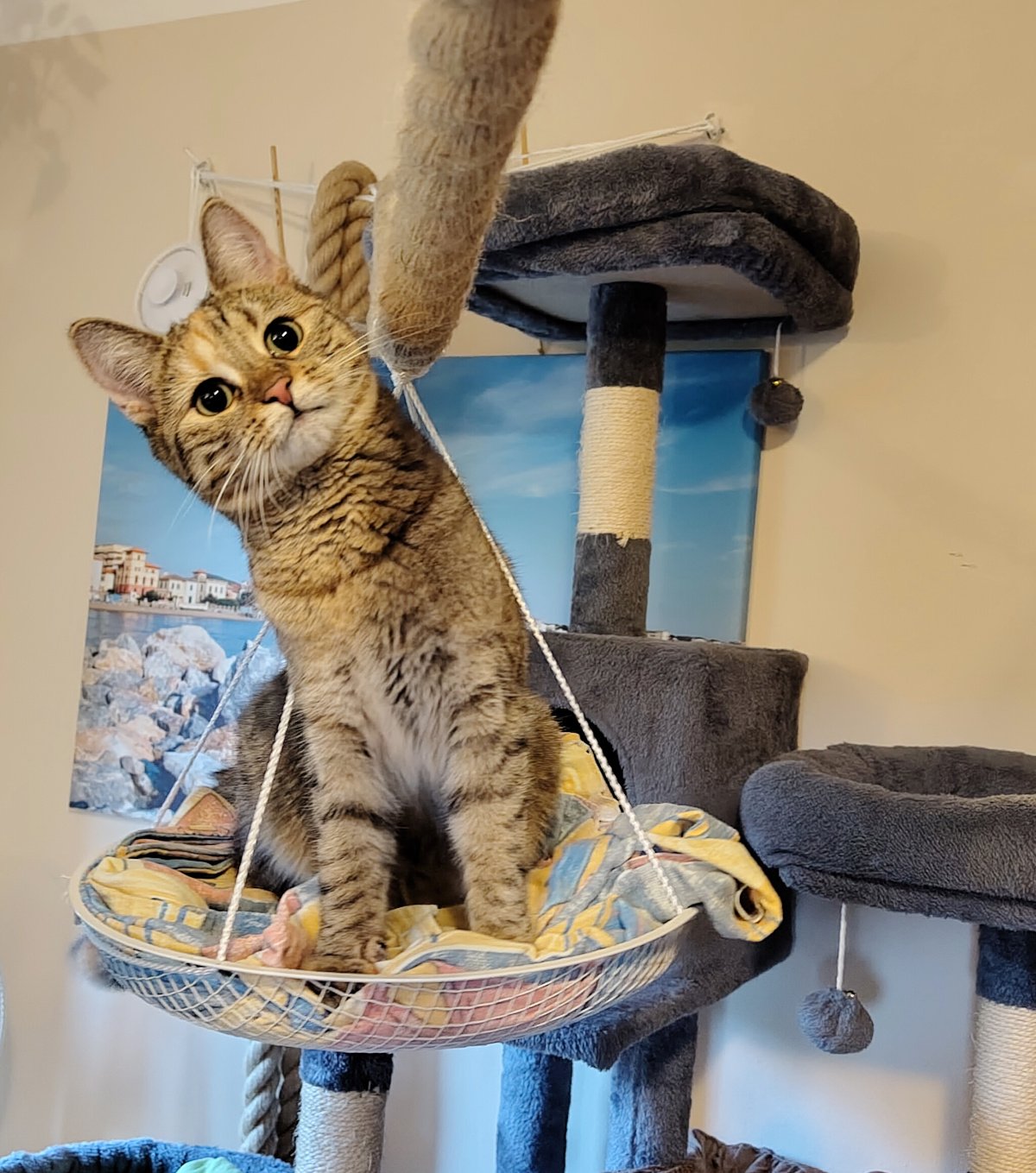Katze Lilly sitzt aufrecht und neugierig in einer mit buntem Stoff ausgepolsterten, frei hängenden Schale neben ihrem Katzenbaum. Direkt vor ihr verläuft das neue dicke Kletterseil, das sie aufmerksam betrachtet. Lilly-20260821a