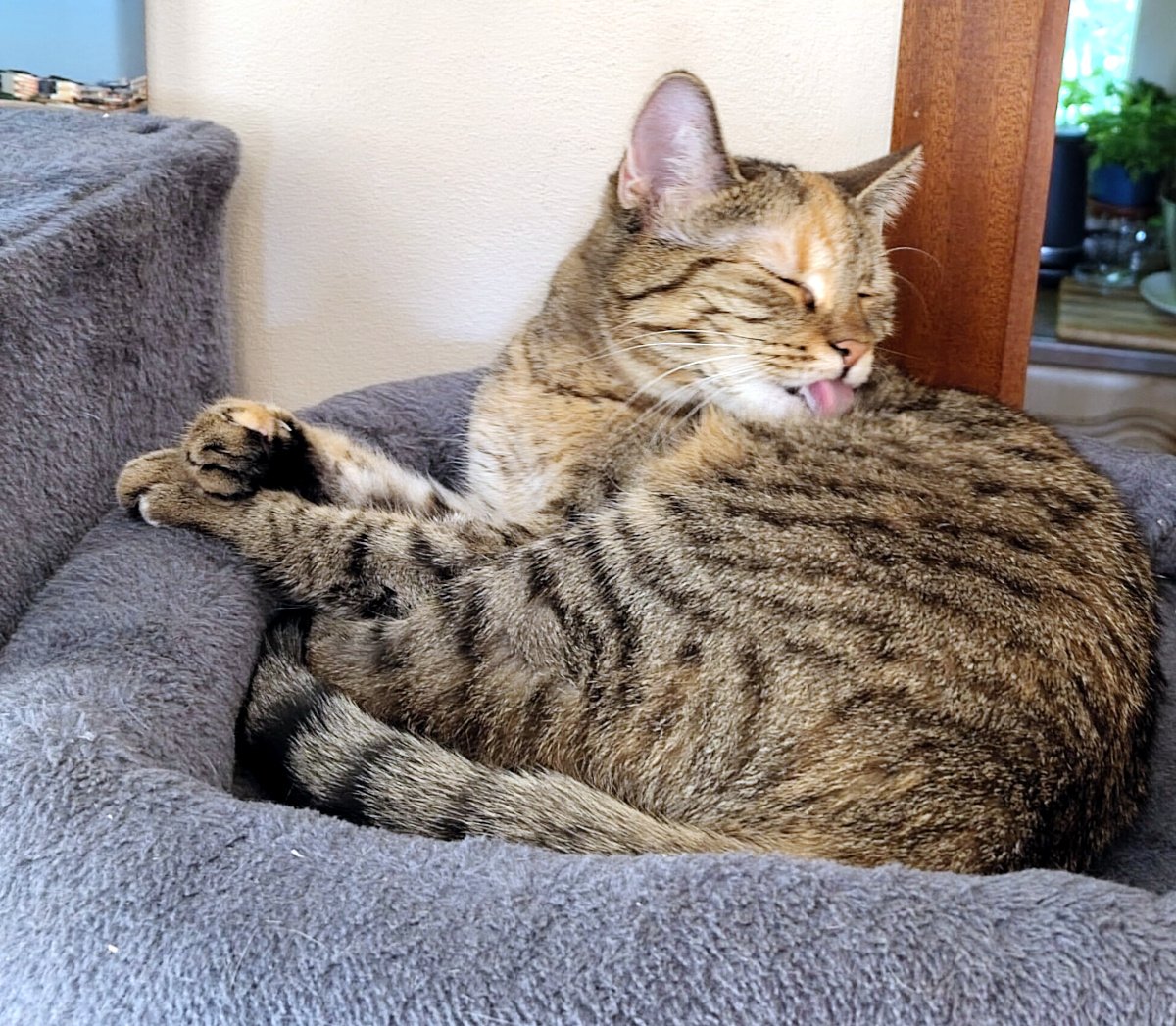 Getigerte Katze Lilly liegt zusammengerollt auf einer grauen, weich gepolsterten Liegefläche. Mit geschlossenen Augen putzt sie konzentriert ihr Fell an der Seite ihres Körpers, wobei ihre rosa Zunge gut zu sehen ist. Die Vorderpfoten liegen entspannt vor ihr. Lilly-20260831