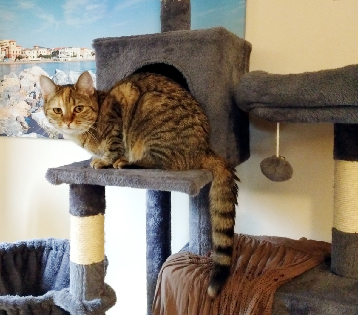 Katze Lilly sitzt seitlich auf einer Plattform ihres grauen Katzenbaums direkt vor dem Katzenhaus. Mit aufmerksamem Blick schaut sie in die Kamera, während ihr langer, gestreifter Schwanz locker über den Rand der Plattform hängt. Im Hintergrund ist ein Wandbild mit Küstenlandschaft zu sehen. Lilly wirkt konzentriert, als würde sie bereits den nächsten Plan aushecken. Lilly-20260601