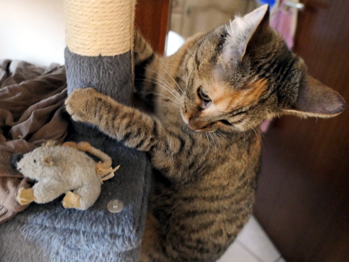 Auf dem Bild entdeckt sie die Maus auf einer höheren Etage und fixiert sie konzentriert. Lilly-20260215a