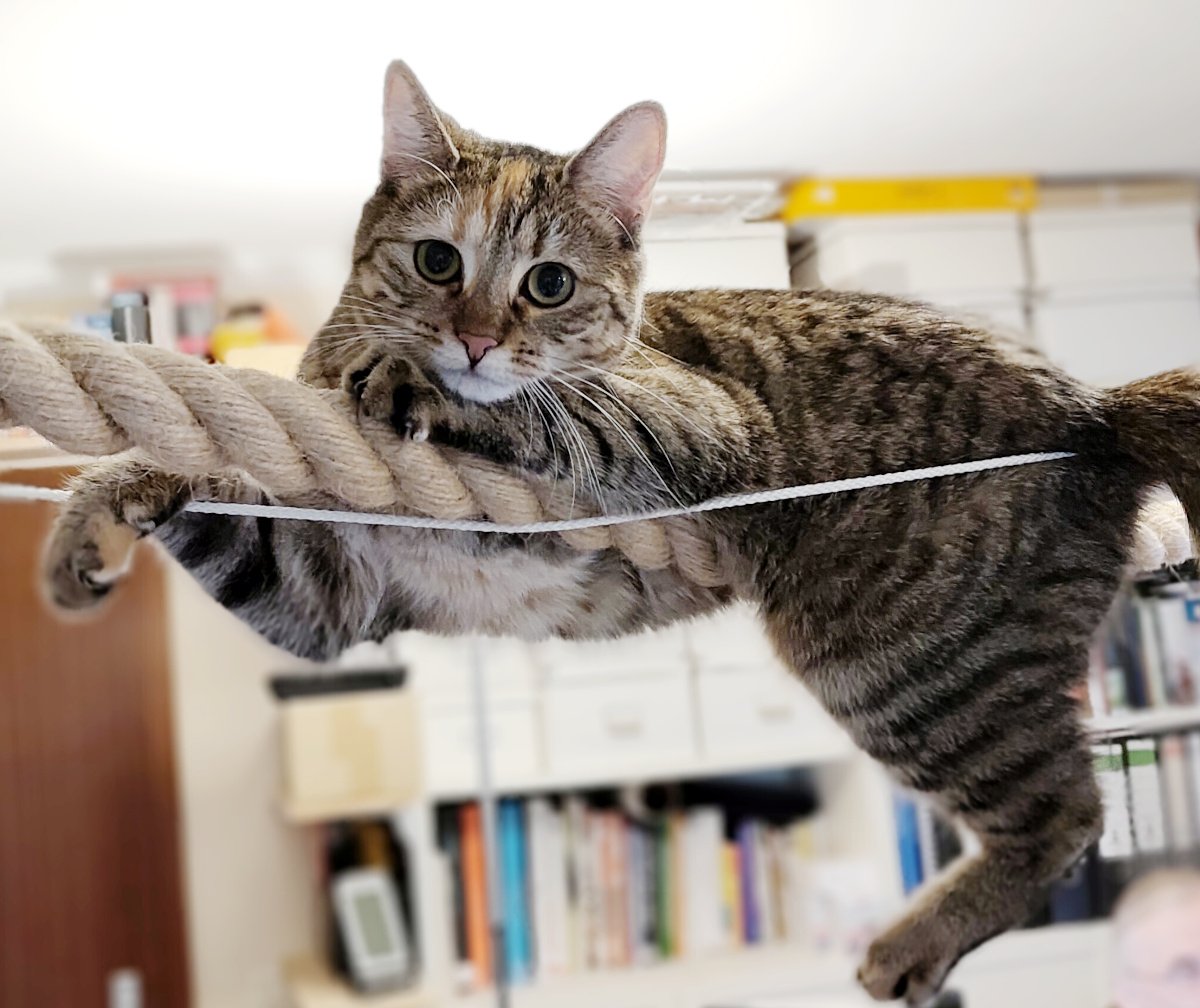 Katze Lilly liegt ganz entspannt und lässig auf dem dicken, waagerecht gespannten Seil. Ihren Oberkörper und eine Vorderpfote hat sie bequem auf dem Tau abgelegt, während sie aufmerksam direkt in die Kamera schaut. Lilly-20260824a
