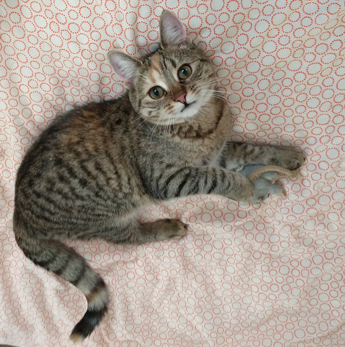 Katze Lilly liegt entspannt auf einer weichen Bettdecke und hält ihre geliebte Stoffmaus fest zwischen den Pfoten. Ihr Körper ist locker ausgestreckt, während ihr Blick wachsam und erwartungsvoll direkt in die Kamera gerichtet ist – eine Mischung aus Ruhe, Besitzanspruch und stiller Beobachtung. Lilly-20260119