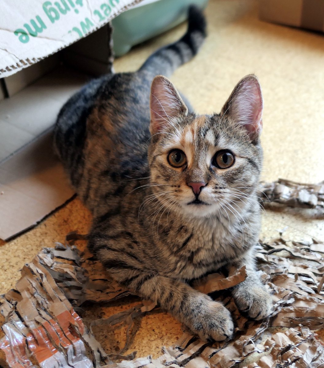 Katze Lilly liegt entspannt auf dem Boden vor ihrem Karton, umgeben von Verpackungsmaterial, und blickt aufmerksam und neugierig direkt in die Kamera – als hätte sie alles genau im Blick. lilly-20251215