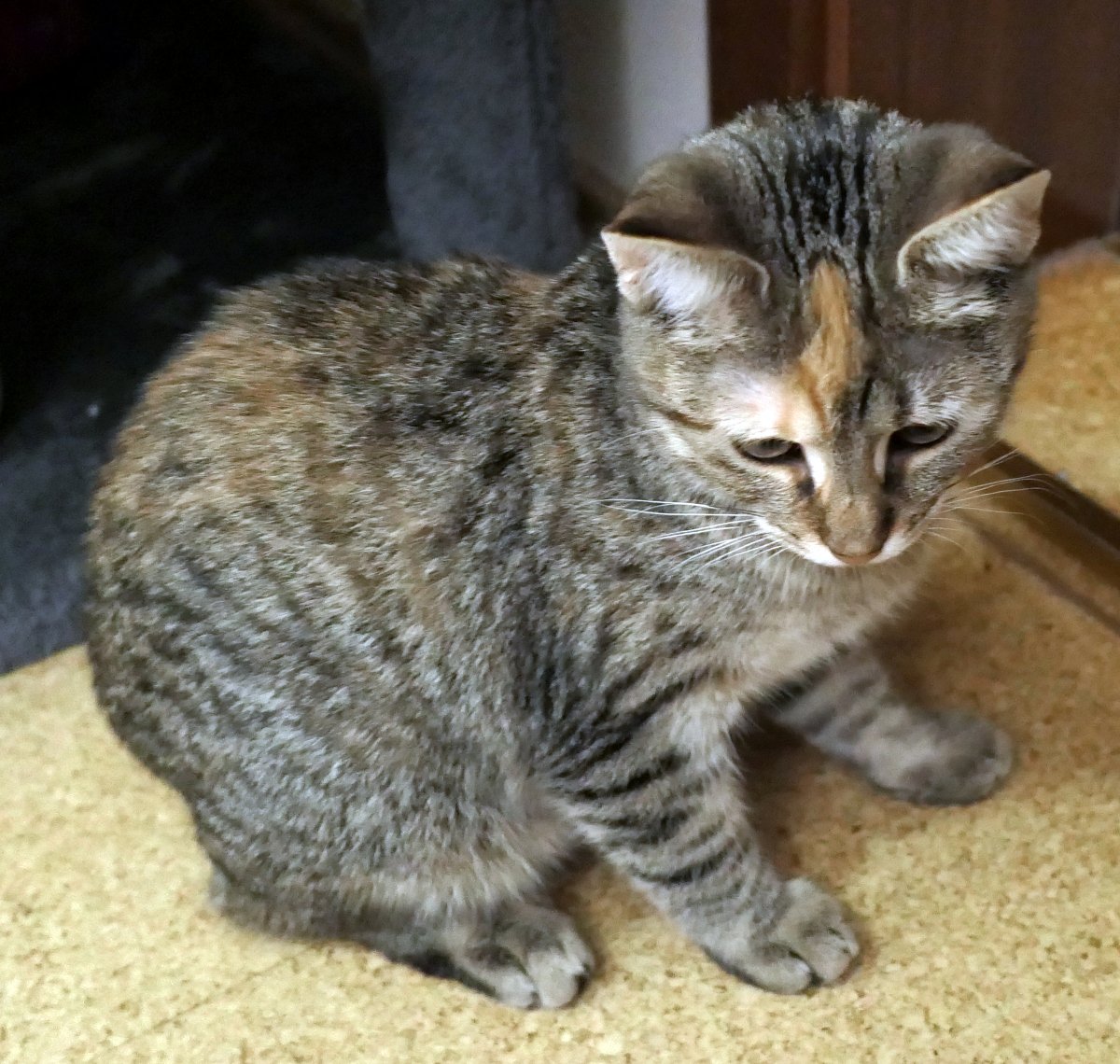 lilly-20251027a