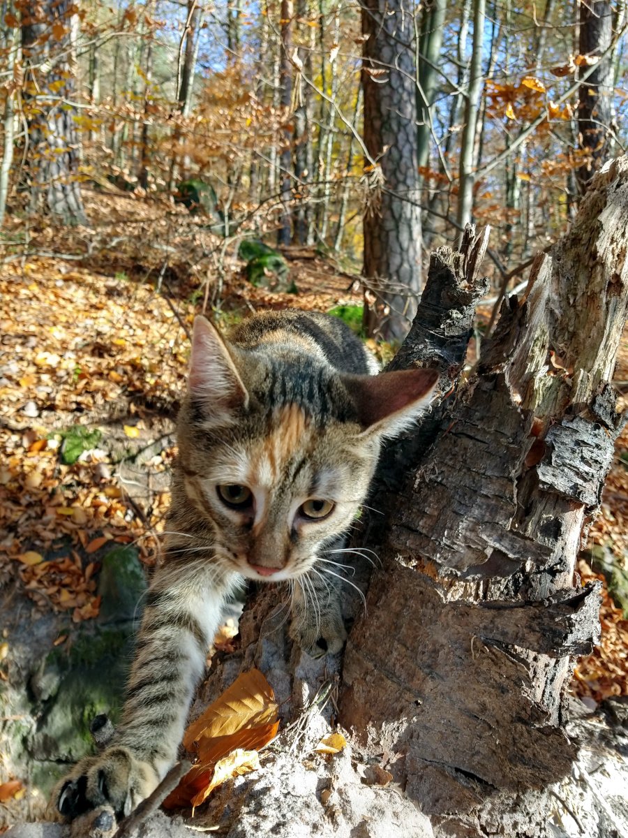Katze Lilly streift durch den herbstlichen Wald, kommt neugierig auf die Kamera zu, Laub raschelt unter ihren Pfoten. lilly-20251108a
