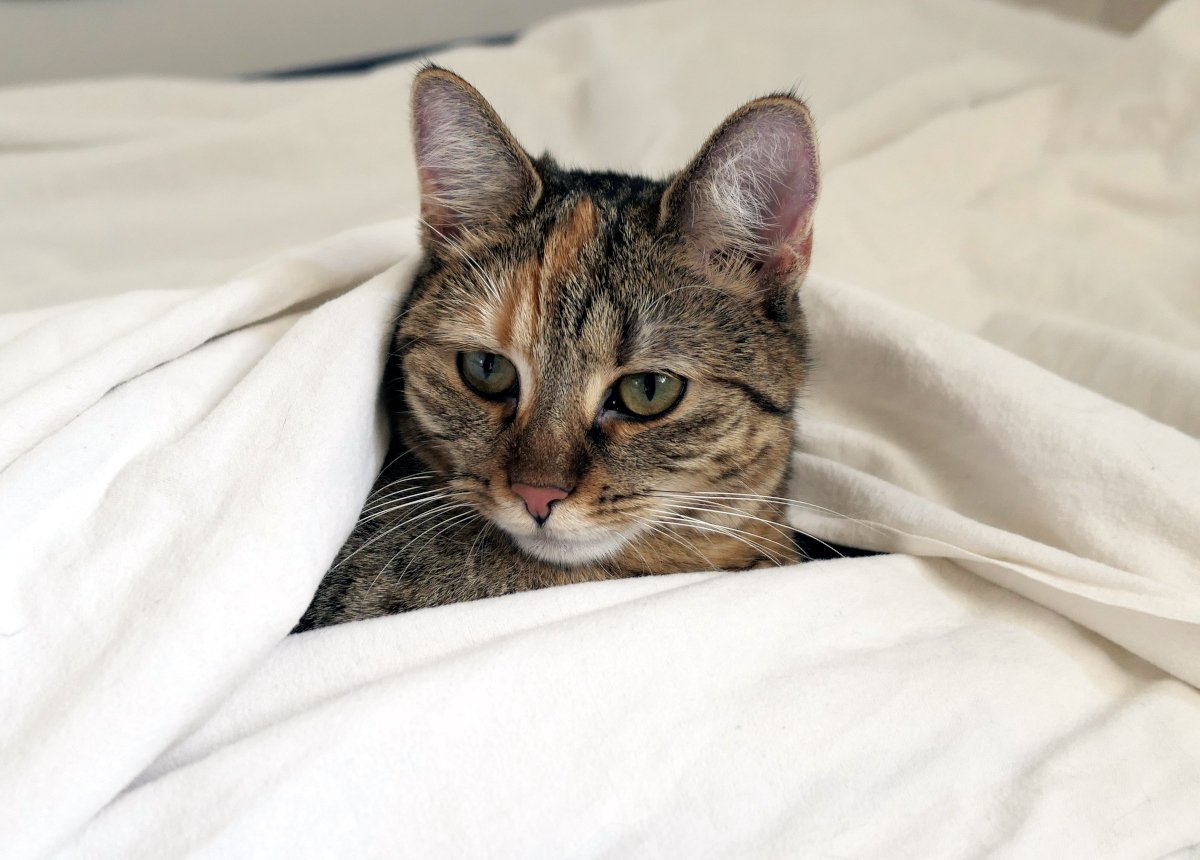 Katze Lilly liegt gemütlich zwischen zwei weißen Bettlaken. Nur ihr Köpfchen mit den grünen Augen schaut neugierig hervor, als hätte sie sich in einer verschneiten Winterlandschaft versteckt. Die weißen Decken erinnern an kleine Schneeberge. Lilly-20260627a