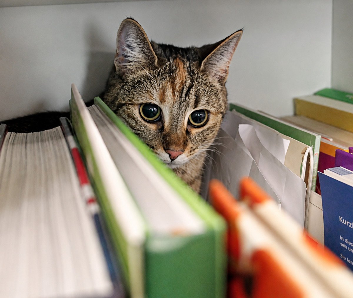 Katze Lilly sitzt versteckt hinter mehreren Büchern in einem Bücherregal und schaut mit großen neugierigen Augen zwischen den Buchreihen hervor. Die Bücher im Vordergrund sind leicht unscharf, wodurch Lillys Gesicht besonders hervorsticht. Die Szene wirkt verspielt und wie ein geheimes Katzenversteck. Lilly-20260520aa