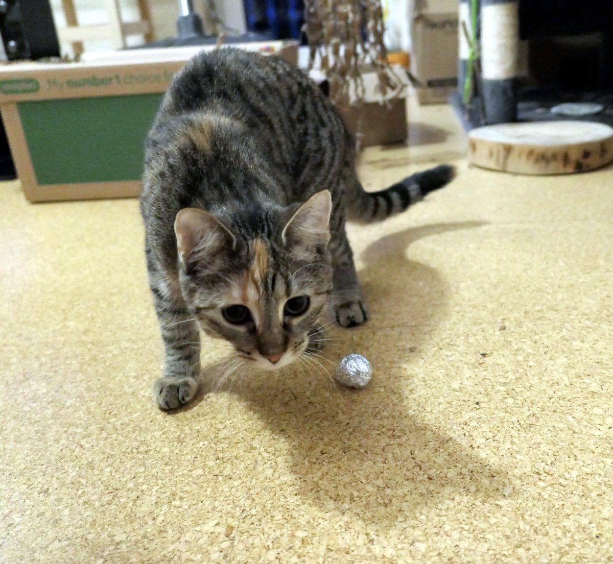 Katze Lilly steht spielbereit mit geducktem Kopf und konzentriertem Blick. Vor ihrer Vorderpfote liegt eine kleine silberne Kugel. Ihr Körper ist angespannt, jederzeit bereit zum Anstoß – ganz die Haltung einer Katze mitten im Fußballspiel. Lilly-20260104