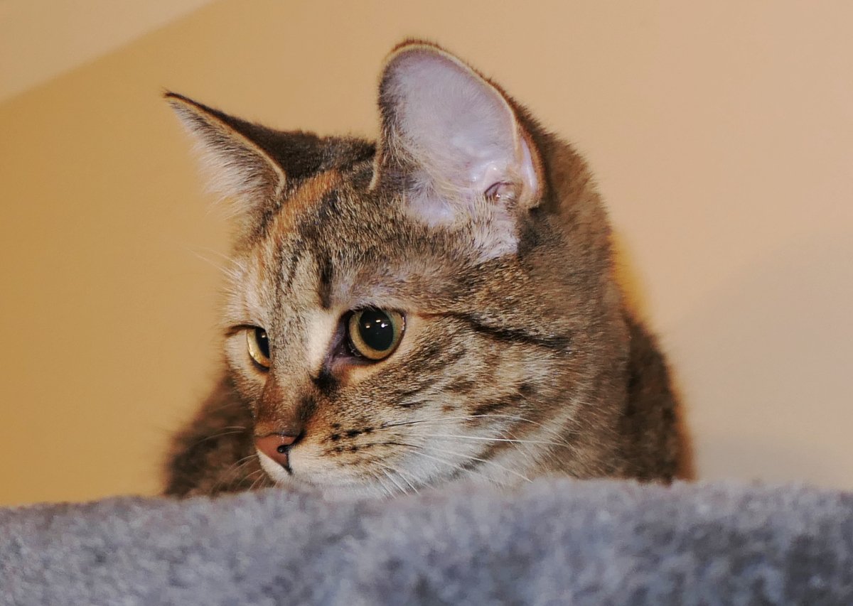 Seitliche Nahaufnahme von Lillys Kopf, der neugierig über den Rand der oberen Liegefläche ihres Katzenbaums schaut. Die Ohren sind aufmerksam nach vorn gerichtet, die Augen groß und wach. Ihr Blick wirkt ruhig, konzentriert und leicht nachdenklich – als würde sie gerade einen sehr wichtigen Plan ausarbeiten. Lilly-20251230