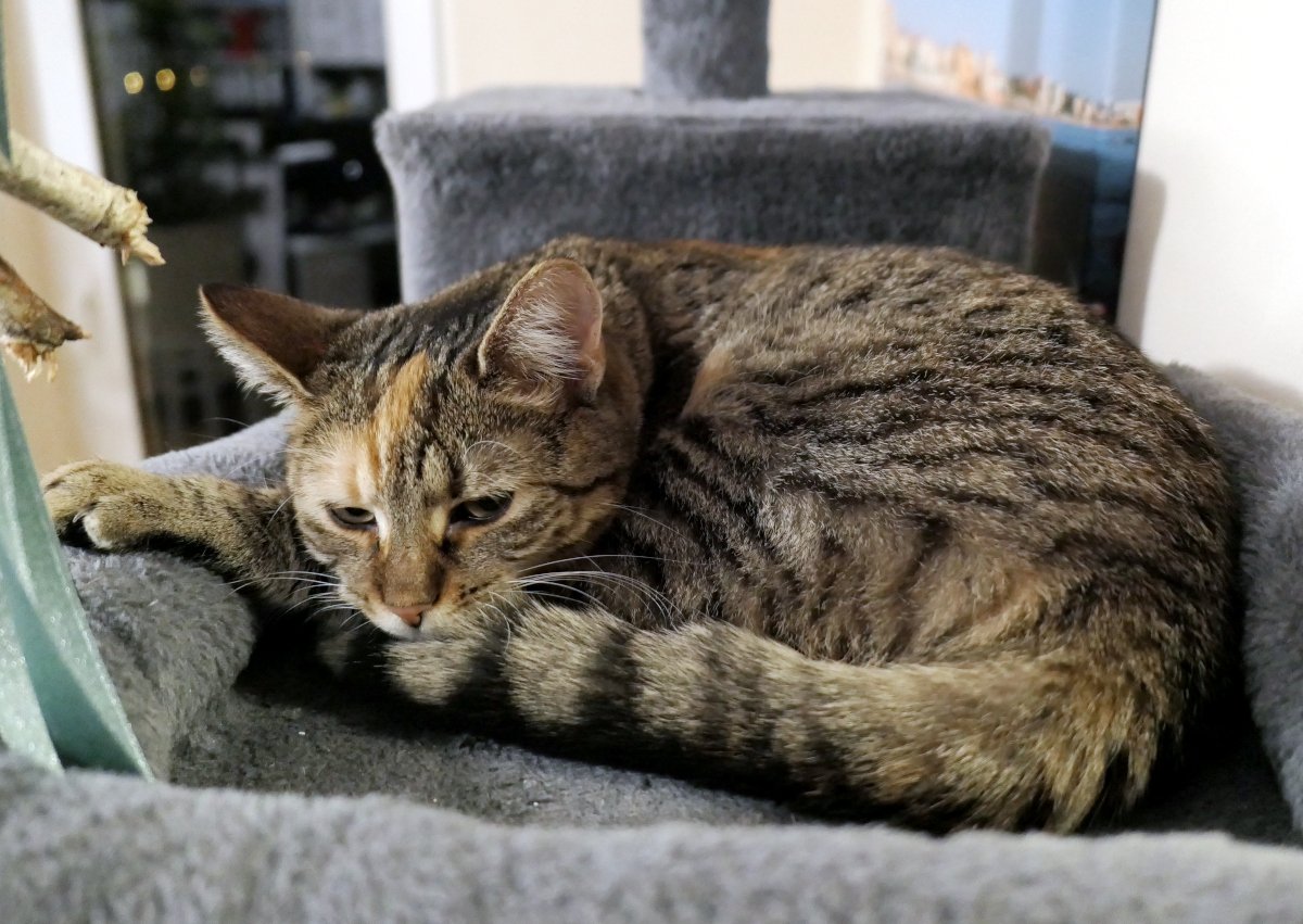 Lilly liegt zusammengerollt auf einer Liegefläche ihres Katzenbaums. Eine Vorderpfote ruht locker über dem Rand, der Schwanz ist schützend um ihren Körper gelegt. Ihre Augen sind halb geöffnet, müde und entspannt – doch die Ohren sind aufmerksam aufgestellt, damit ihr nichts entgeht. Lilly-20260214
