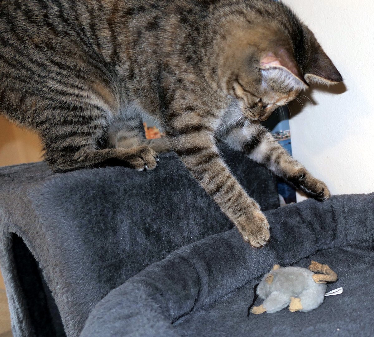 Katze Lilly ist im Sprung festgehalten, elegant wie eine kleine Raubkatze. Sie springt von einer höheren Ebene ihres Katzenbaumes auf die darunterliegende Liegefläche zu. Dort wartet ihre geliebte graue Stoffmaus. Ihre beiden Vorderpfötchen sind bereits nach der Maus ausgestreckt – ein perfekter Moment zwischen Absprung und Landung. Man sieht förmlich, wie ernst sie ihre Mission nimmt: Maus retten! Oder jagen! Oder knuddeln! 🐭💨 lilly-20251127a