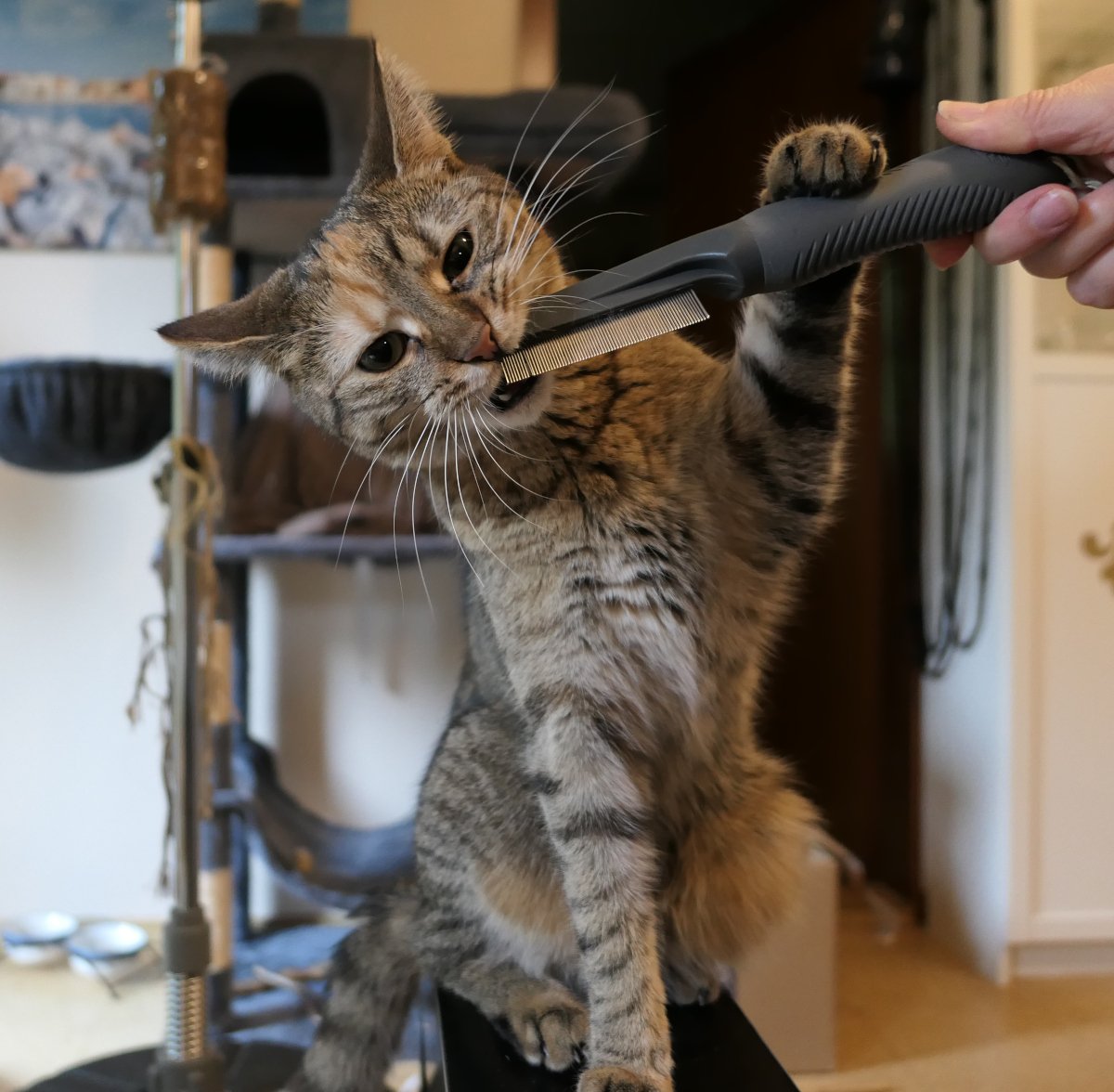 Katze Lilly sitzt auf einem Möbelstück und versucht spielerisch einen Fellkamm mit Pfote und Maul festzuhalten. Während eine Hand den Kamm hält, schaut Lilly konzentriert und neugierig darauf. Im Hintergrund sind ihr Katzenbaum und ihre Wohnungseinrichtung zu sehen. Lilly-20260605a