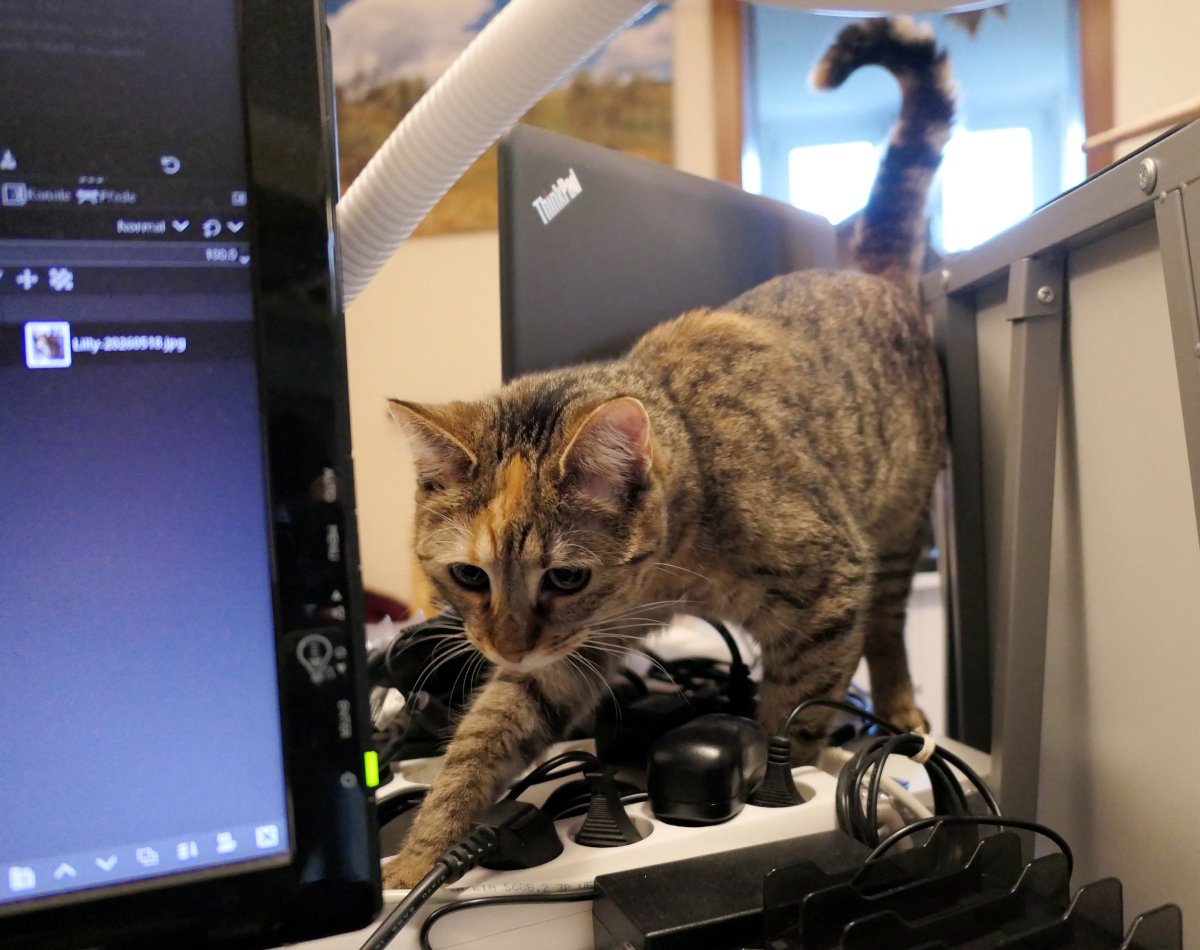 Katze Lilly balanciert neugierig zwischen vielen Kabeln und Steckdosen auf einem Schreibtisch neben Computerbildschirmen und Technikgeräten. Lilly-20260519a