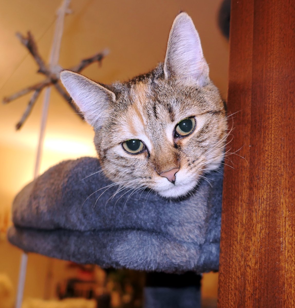 Katze Lilly liegt auf der oberen Liegefläche ihres Katzenbaums. Nur ihr Kopf ist zu sehen, der neugierig über den Rand der Liegefläche und am Türrahmen vorbei direkt in die Kamera blickt – aufmerksam, wachsam und mit diesem typischen „Ich hab alles im Blick“-Ausdruck. Lilly-20251217