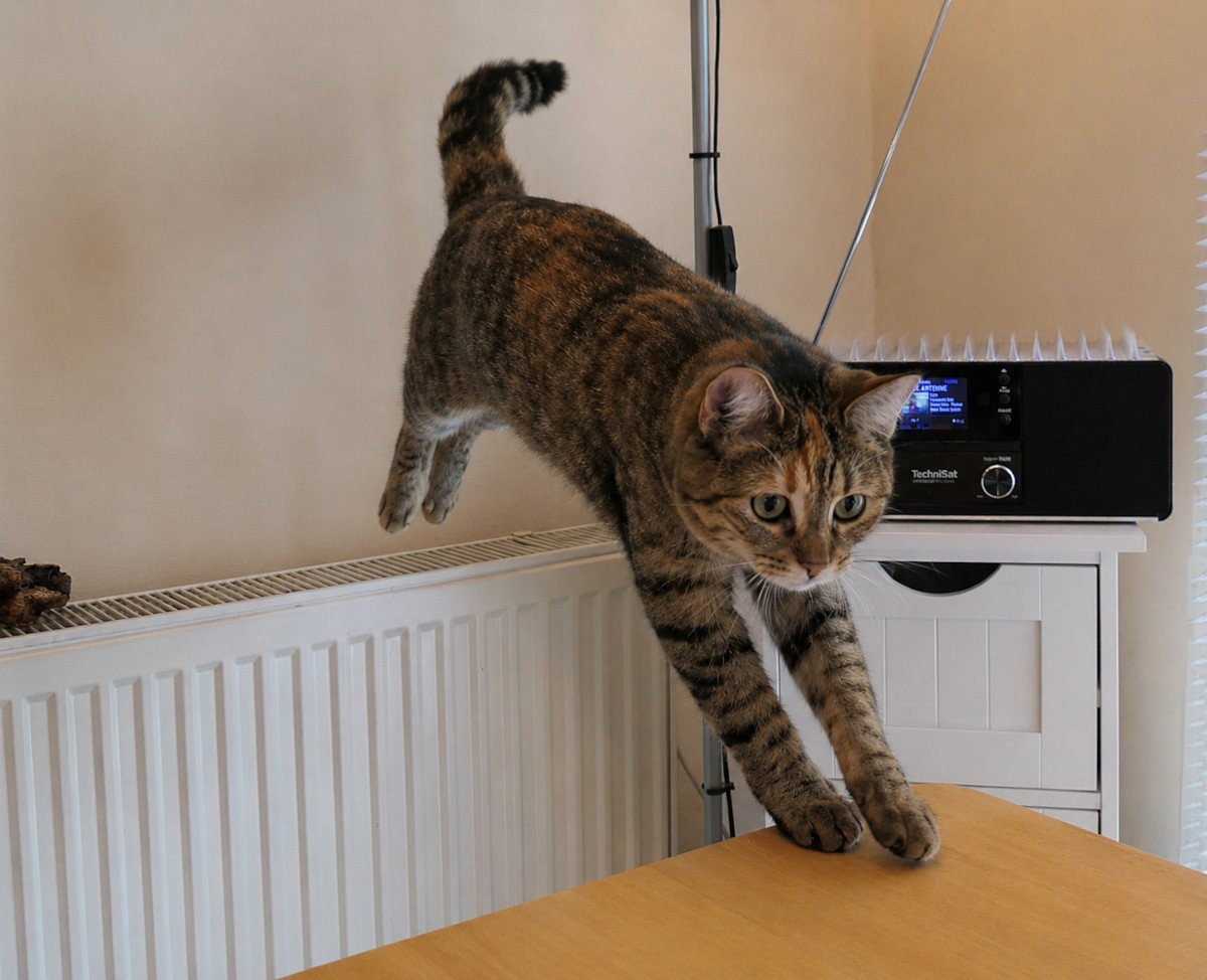 Katze Lilly springt mit ausgestreckten Vorderpfoten elegant von einem Heizkörper auf einen Tisch. Ihr Blick ist konzentriert nach vorn gerichtet, die grünen Augen aufmerksam, während ihr gestreiftes Fell und der markante helle Stirnfleck gut zu erkennen sind. Die Aufnahme vermittelt Dynamik, Geschicklichkeit und Lillys Freude am Klettern und Springen. Lilly-20260613