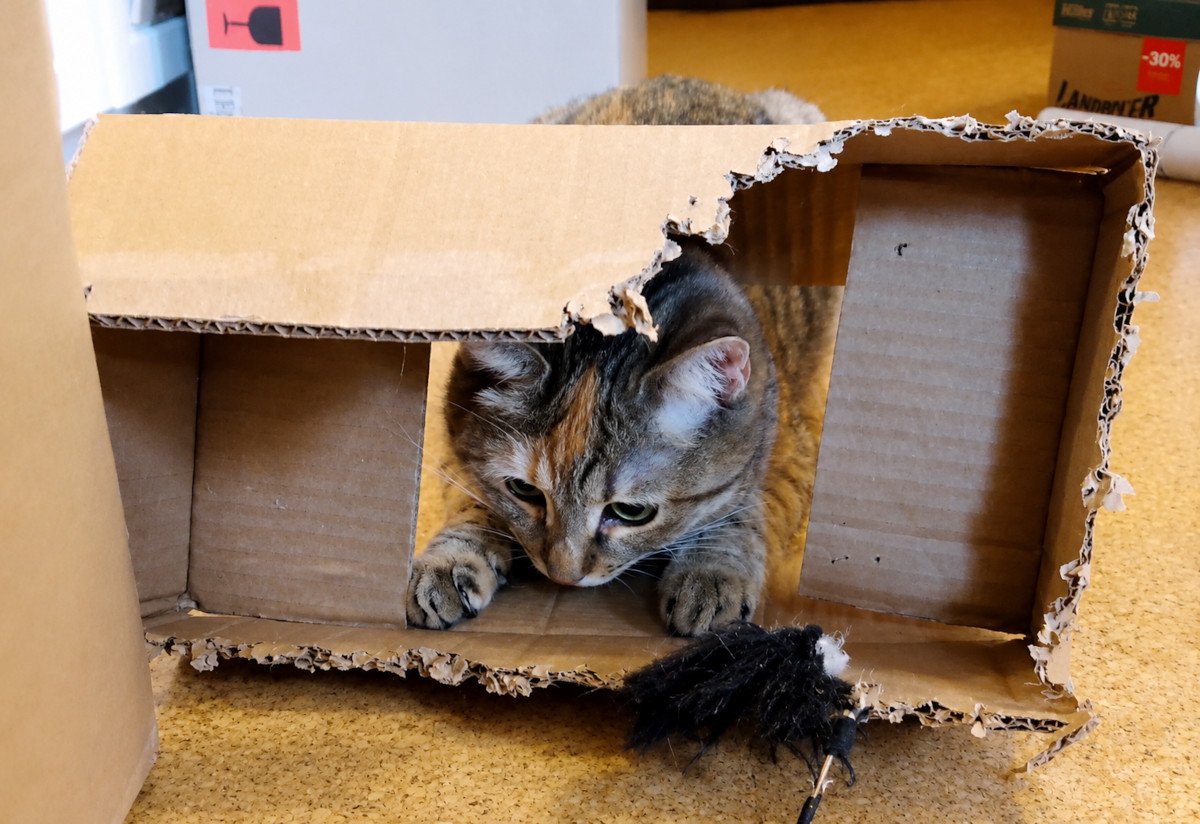 Katze Lilly schaut neugierig aus einem stark angenagten Karton hervor. Mit den Vorderpfoten liegt sie am Eingang des Kartons und beobachtet aufmerksam ein schwarzes Spielzeug davor. Die ausgefransten Kartonkanten zeigen, dass Lilly den Karton bereits ausgiebig als Spielplatz und „Katzenkonfetti-Fabrik“ genutzt hat. Lilly-20260724a
