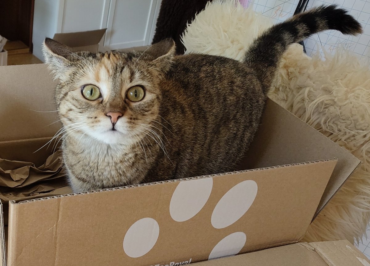 Getigerte Katze Lilly steht in einem offenen Pappkarton auf dem Tisch und blickt mit weit geöffneten, grünen Augen direkt in die Kamera. Ihre Ohren sind seitlich ausgerichtet, der buschige Schwanz ist hoch erhoben und nach oben gebogen. Der Karton ist mit großen weißen Pfotenabdrücken bedruckt. Lilly wirkt ausgesprochen aufmerksam und neugierig. Lilly-20261015-test