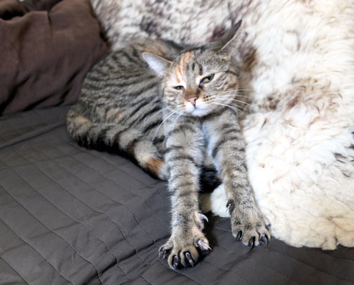 Katze Lilly liegt entspannt auf einem dunklen Sofa neben einem flauschigen weißen Lammfell. Mit halb geschlossenen Augen streckt sie genüsslich beide Vorderpfoten weit nach vorn, wobei ihre ausgefahrenen Krallen gut sichtbar sind. Ihr Gesichtsausdruck wirkt herrlich verschlafen und zufrieden. Lilly-20260713a