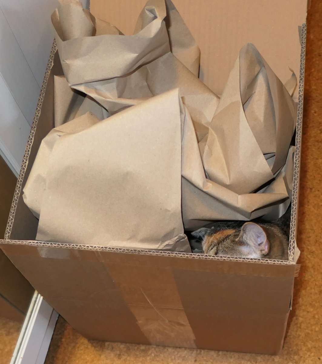 Ein großer, offener Karton, gefüllt mit zerknülltem Verpackungspapier. In der vorderen rechten Ecke lugt kaum sichtbar ein kleines Stück Katzenfell hervor – daneben ein einzelnes, aufmerksames Ohr. Der Rest der Katze bleibt meisterhaft verborgen. Lilly-20260103