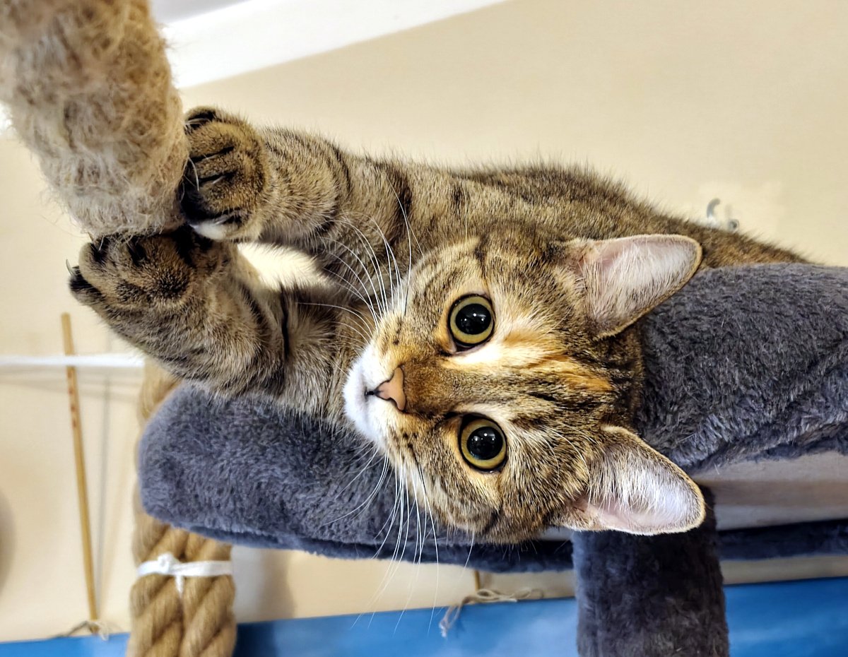Katze Lilly liegt auf der oberen, grau gepolsterten Liegefläche ihres Katzenbaums. Mit beiden Vorderpfoten hält sie das dicke Kletterseil fest und betrachtet es aufmerksam, als würde sie über ihre nächste Kletterstrategie nachdenken. Lilly-20261005a
