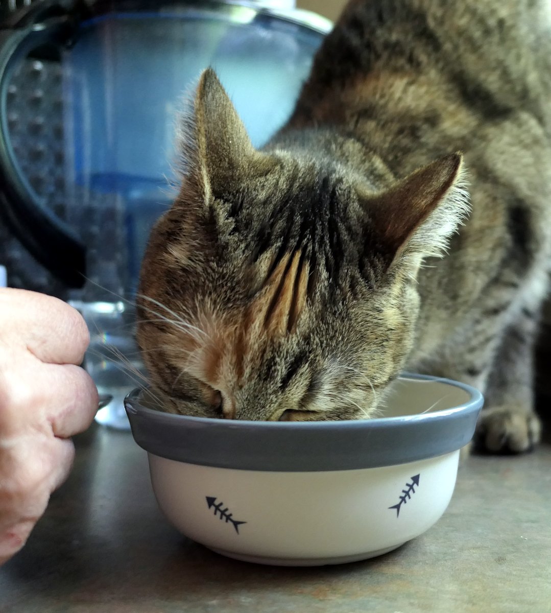 Katze Lilly steht auf dem Küchentisch und steckt ihren Kopf tief in einen Futternapf, aus dem sie direkt frisst. Neben ihr ist eine Hand zu sehen, im Hintergrund Küchenutensilien. Lilly wirkt konzentriert und völlig vertieft ins Fressen. Lilly-20260503