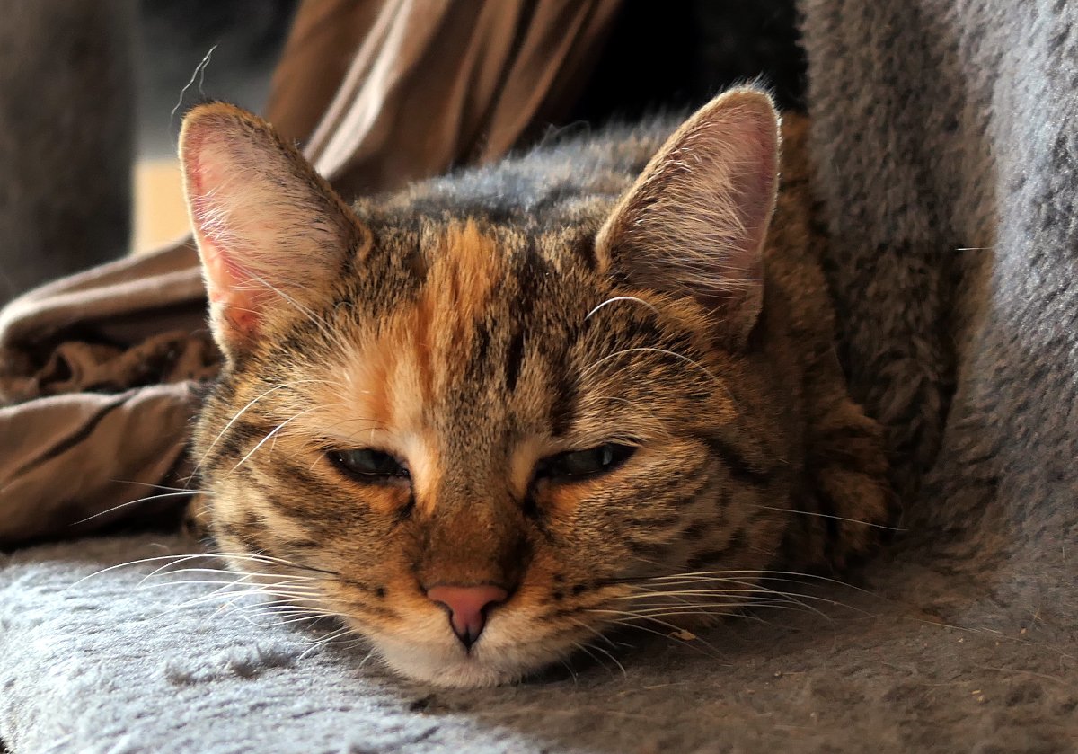 Katze Lilly liegt mit flach auf dem Boden abgelegtem Köpfchen in ihrem Katzenhaus auf dem Katzenbaum. Ihre Augen sind nur halb geöffnet und sie blickt schläfrig in die Kamera. Das warme Licht betont ihr braun-schwarz getigertes Fell und den hellen Streifen auf ihrer Stirn. Das Bild strahlt Ruhe, Geborgenheit und Entspannung aus. Lilly-20260702