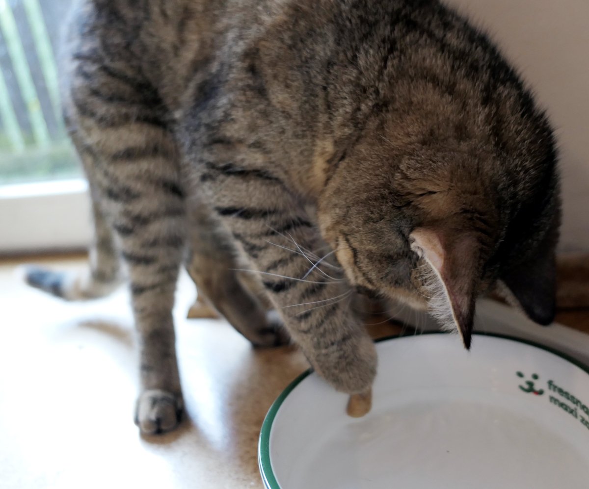 Katze Lilly steht vor ihrem Wassernapf und angelt mit ihrer rechten Vorderpfote ein Leckerli aus dem Wasser. Konzentriert blickt sie in den Napf, während das Leckerli knapp unter ihrer Pfote liegt. Lilly-20260720a