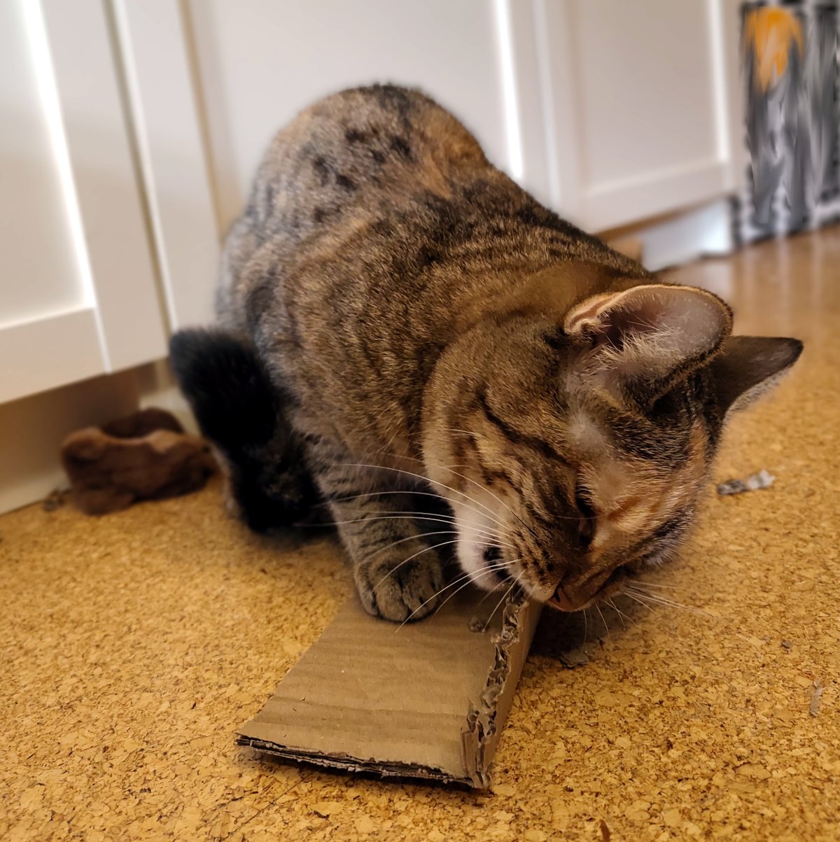 Katze Lilly sitzt konzentriert auf einem Korkboden und bearbeitet mit Zähnen und Pfoten den letzten Rest eines Stücks Wellpappe. Der Karton ist bereits stark zerfleddert – Lilly produziert offensichtlich mit großer Hingabe ihr selbst gemachtes „Katzenkonfetti“. Lilly-20260911a