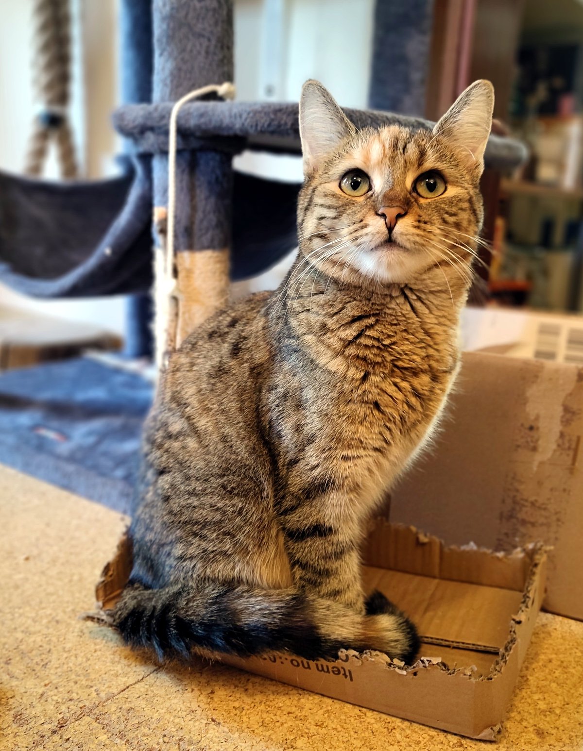 Katze Lilly sitzt aufrecht und ausgesprochen würdevoll in den Resten eines kleinen, bereits stark zerfetzten Kartons. Ihr Schwanz liegt vor ihren Pfoten, und sie schaut mit großen grünlichen Augen aufmerksam direkt in die Kamera. Im Hintergrund ist ihr Katzenbaum zu sehen. Lilly-20260908a