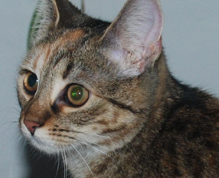 Katze Lilly sitzt in würdevoller Porträtpose da – aufrecht, aufmerksam, mit leicht schräg gehaltenem Köpfchen. Ihre Augen glänzen neugierig, die Ohren sind nach vorn gerichtet. Das Fell liegt perfekt an, als hätte sie sich extra für das Foto ausgiebig geputzt. Eine echte Königin des Katzenreichs – bereit für wichtige Mitteilungen aus ihrem Tagesgeschäft. lilly-20251206