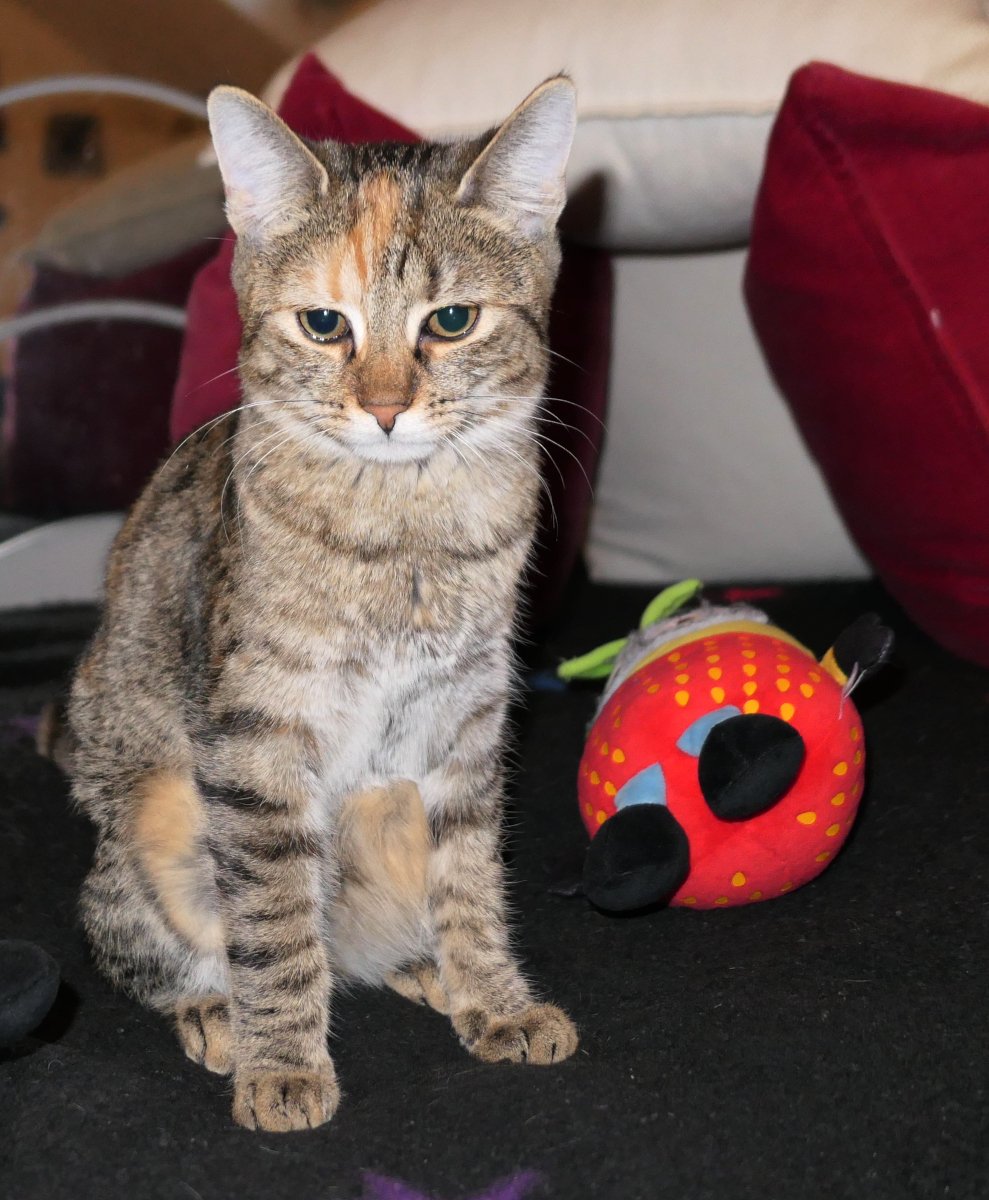 Katze Lilly sitzt aufrecht auf ihrer schwarzen Decke und blickt direkt in die Kamera. Ihr weiches, dichtes Fell ist gut zu erkennen. Im Hintergrund ragt ihre gemütliche Kissenburg auf, die ihr Reich vervollständigt. lilly-20251125