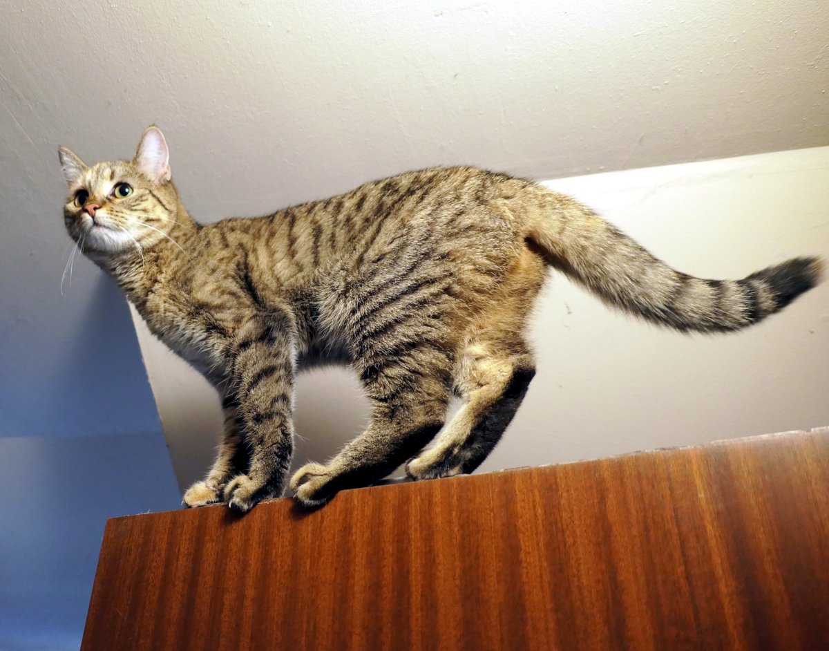 Katze Lilly balanciert selbstbewusst auf der schmalen Oberkante einer hohen Holztür. Mit aufgerichtetem Schwanz, gespitzten Ohren und aufmerksamem Blick schaut sie zur Zimmerdecke, als würde sie bereits das nächste Kletterziel planen. Die Aufnahme von unten betont ihre elegante Haltung und ihren sicheren Stand hoch über dem Boden. Lilly-20260628