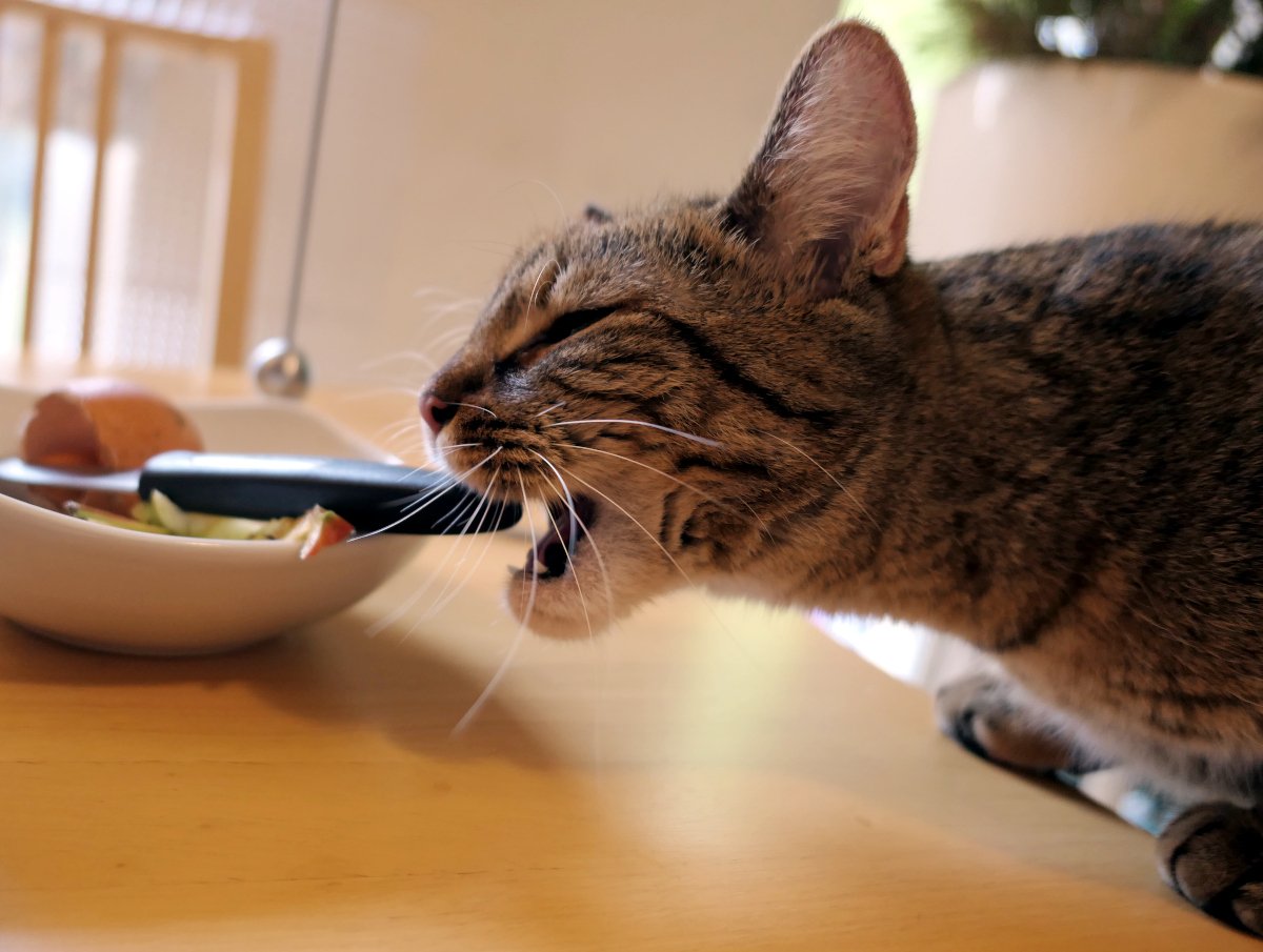 Nahaufnahme von Katze Lilly am Frühstückstisch: Mit den Vorderpfoten aufgestützt, den Kopf seitlich gedreht, hat sie ihr Maul weit geöffnet und die Augen halb zusammengekniffen. Ziel ihres Angriffs ist der Griff eines Messers, das in einer weißen Abfallschüssel liegt – ein Moment voller neugieriger Entdeckerlust. Lilly-20260419