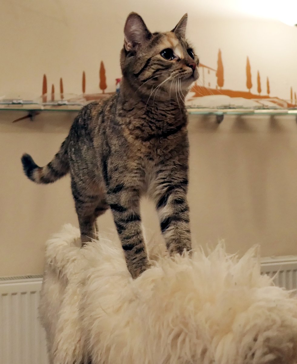 Katze Lilly balanciert selbstbewusst auf der mit einem flauschigen weißen Lammfell bedeckten Rückenlehne eines Stuhls. Mit aufgerichteten Ohren und aufmerksamem Blick schaut sie in die Ferne, als würde sie ihr gesamtes Reich überblicken und bereits das nächste Kletterziel auskundschaften. Im Hintergrund ist eine stilisierte Landschaft an der Wand zu sehen. Lilly-20260704