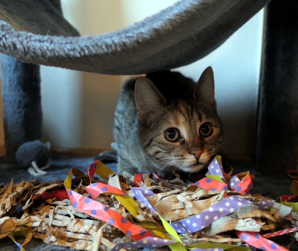 Lilly sitzt zusammengekauert in der untersten Etage ihres Katzenbaums, halb im Schatten verborgen. Um sie herum liegen lose Pappschnipsel und bunte Papierschlangen, die wie zufällig verstreut wirken. Mit aufmerksamem, leicht misstrauischem Blick späht sie vorsichtig hervor – ganz so, als sei sie überzeugt: Hier entdeckt mich garantiert niemand. Lilly-20260122