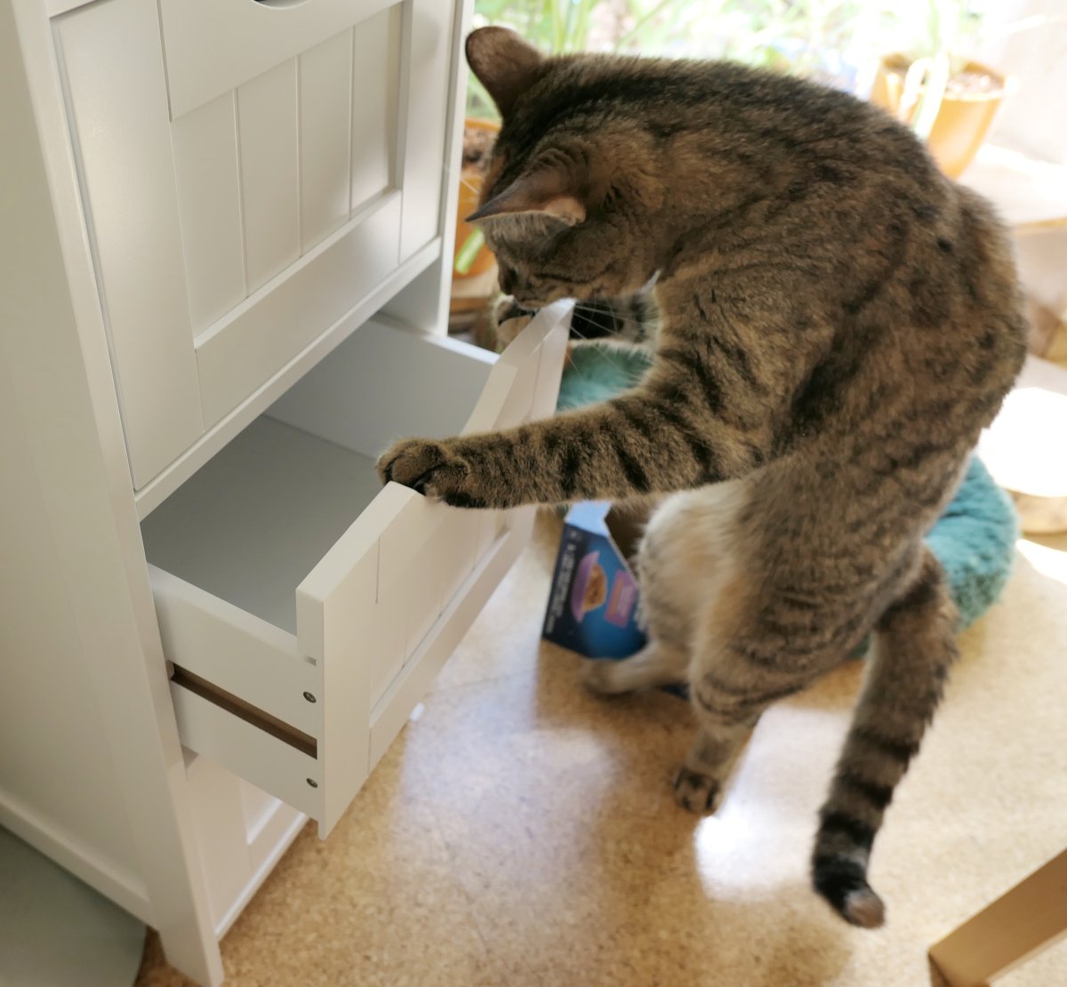 Katze Lilly steht auf ihren Hinterbeinen vor einem weißen Schubladenschrank. Mit beiden Vorderpfoten hat sie eine Schublade weit herausgezogen und blickt neugierig hinein. Konzentriert sucht sie nach einem versteckten Leckerli und zeigt dabei erstaunliches Geschick beim Öffnen der Schublade. Lilly-20260625