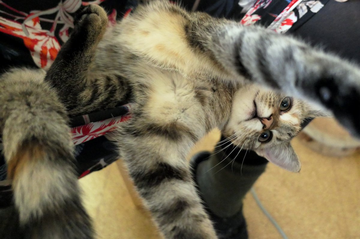 Katze Lilly liegt entspannt auf dem Rücken auf Doris’ Schoß. Ihr weiches Fell glänzt, die Pfoten sind nach vorne gestreckt, der Kopf neugierig zur Kamera gereckt – ein Ausdruck puren Wohlbefindens. lilly-20251020