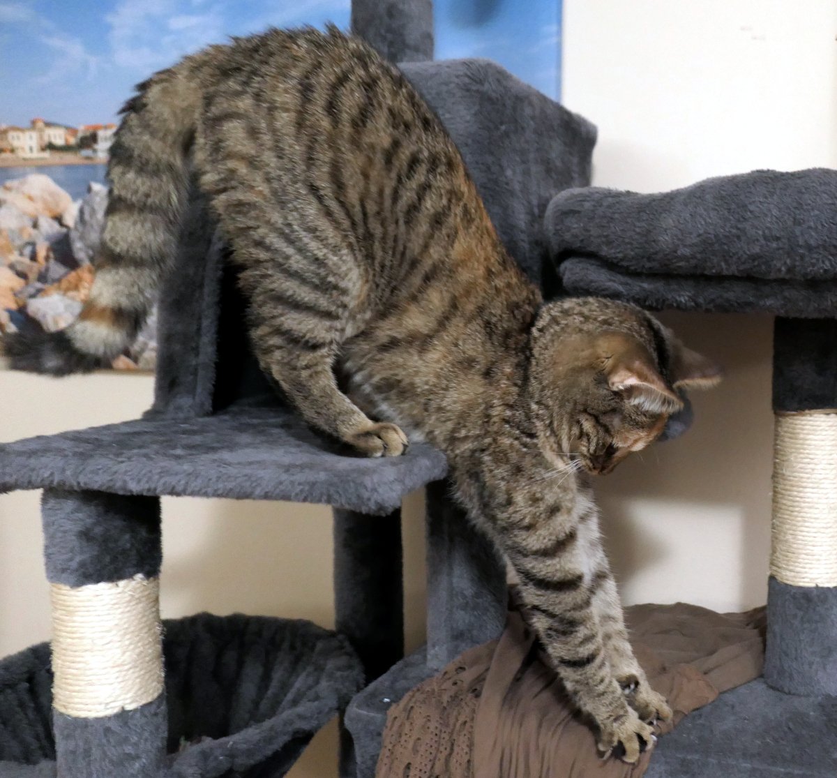 Lilly klettert geschmeidig auf ihrem mehrstöckigen Katzenbaum von einer oberen auf eine darunterliegende Plattform. Ihre Vorderpfoten sind weit nach unten ausgestreckt, die Krallen sichtbar, während die Hinterpfoten noch auf der oberen Ebene stehen. Ihr Rücken ist gespannt, der Katzenhintern erhoben – eine elegante Dehn- und Kletterbewegung voller Spannung und Anmut. Lilly-20260213