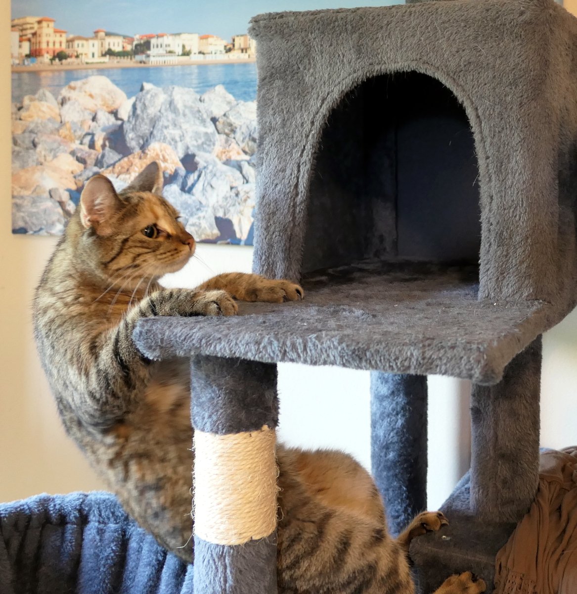 Katze Lilly klettert aufmerksam an ihrem grauen Katzenbaum empor. Mit den Vorderpfoten hat sie bereits die Plattform erreicht und schaut konzentriert nach oben. Offenbar ist sie auf der Suche nach einem versteckten Leckerli. Im Hintergrund hängt ein Bild mit einer Küstenlandschaft. Die Szene zeigt Lillys Neugier, Geschicklichkeit und ihren Jagdeifer beim täglichen Leckerlie-Spiel. Lilly-20260622