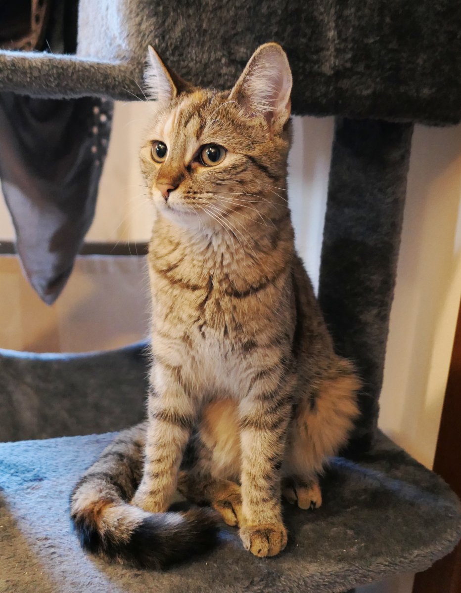 Katze Lilly sitzt aufrecht auf ihrem Katzenbaum und blickt leicht seitlich mit aufmerksamem, wachsamen Ausdruck. Ihr Fell wirkt besonders weich, dicht und kuschlig – ein schöner Kontrast zu ihrem entschlossenen Raubtierblick. Lilly-20260107