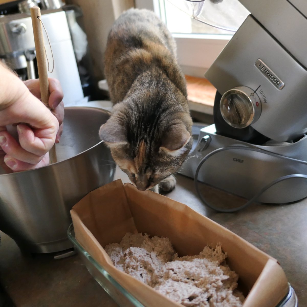 Katze Lilly steht aufrecht am Küchenfensterplatz und beugt sich neugierig über eine Backform, in die gerade Brotteig gefüllt wird. Daneben steht eine große Schüssel mit Teigresten und eine Küchenmaschine. Lilly schaut konzentriert und interessiert auf das Geschehen. Lilly-20260212a