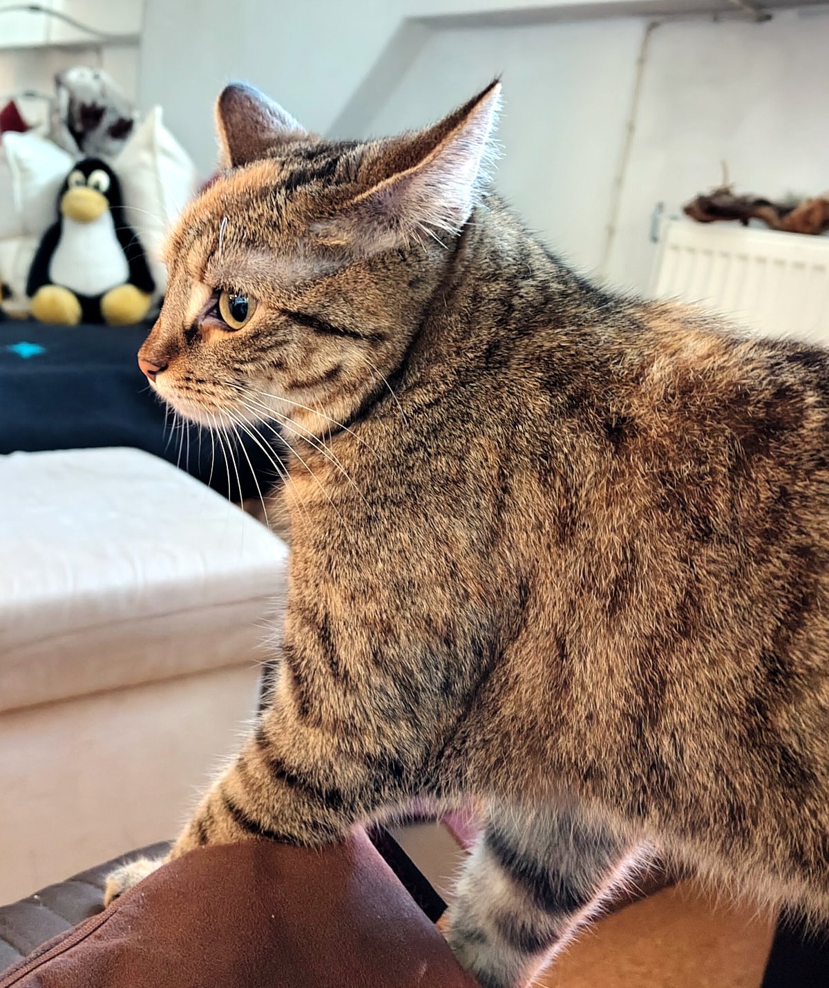 Katze Lilly ist im Seitenprofil zu sehen. Sie sitzt aufmerksam auf einer weichen Unterlage und blickt konzentriert nach links. Ihr braun getigertes Fell und die feinen Gesichtszüge sind deutlich zu erkennen. Im unscharfen Hintergrund befinden eine schwarze Decke und Kisten sowie Tux das Linux-Plüschtier. Lilly-20260906